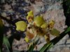 odontoglossum kegeljanii.JPG