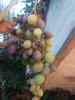 IMG_20160822_190038.jpg