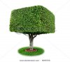 stock-photo-isolated-square-ficus-tree-ficus-benjamina-9095755.jpg