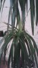 foglie tronco intermedio dracaena.jpg