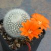 Rebutia_muscula_FR750_810.jpg
