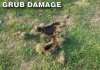 WHITE-GRUB-DAMAGE-2.jpg