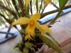 dendrobium brymerianum - Copia.JPG