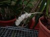 eria hyacintoides - Copia.JPG