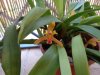 maxillaria rufescens - Copia.JPG