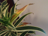 dracena3.png