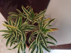 dracena4.png