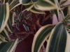 dracena5.png