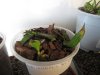 Phalaenopsis Deliciosa2.JPG