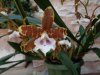 miltonia candida - Copia.JPG