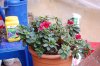 20111203fiori (4).jpg
