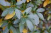 20111203fiori (6).jpg