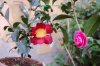 20111203fiori (1).jpg