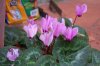 20111203fiori (3).jpg