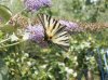 iphiclides podalirius su Buddleja 6.jpg