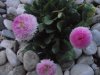DSCF5177.jpg