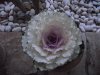 DSCF5176.jpg