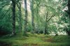 Forest_by_Sheckler05.jpg