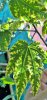 WP_20161001_11_49_57_Pro.jpg