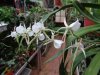 angraecum eburneum - Copia.JPG