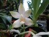 phalaenopsis violacea alba x wanchiao jungle white - Copia.JPG