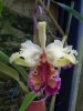 cattleya dowiana aurea - Copia.JPG