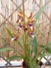 odontoglossum harrianum - Copia.JPG