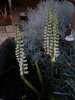 spiranthes chadd's ford - Copia.JPG