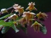 catasetum fimbriatum - Copia.JPG