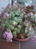 sedum variegatum.3.jpg