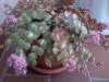 sedum variegatum.2.jpg