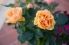 IMG_4815xxx.jpg
