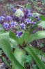 scilla peruviana.jpg