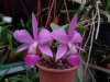 cattleya walkeriana - Copia.JPG