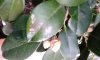 Camelia1 foglie intaccate.jpg