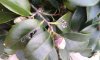 Camelia 1a bucata.jpg