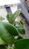 Camelia 1b bucata.jpg