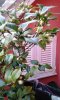 Camelia 2a 2016.jpg