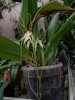 brassia longissima.JPG