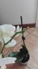 IMG_20161226_115404.jpg