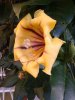 fiore sconosciuto.jpg