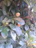 fiore sconosciuto pianta.jpg