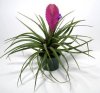 tillandsia-cyanea_NG3.jpg