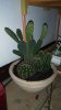 cactus 1.jpg