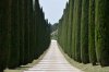 cypresses-785467_640.jpg