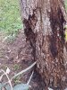 ALBERO 1.jpg ALBERO 1.jpg