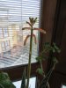IMG_2588 a.jpg