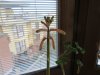 IMG_2592 a.jpg