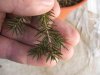 picea abies.jpg picea abies.jpg