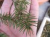 picea da determinare.jpg picea da determinare.jpg